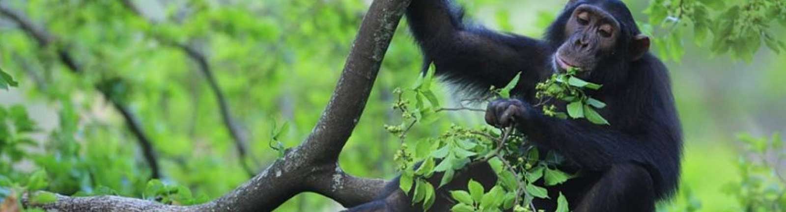 Gombe Stream National Park