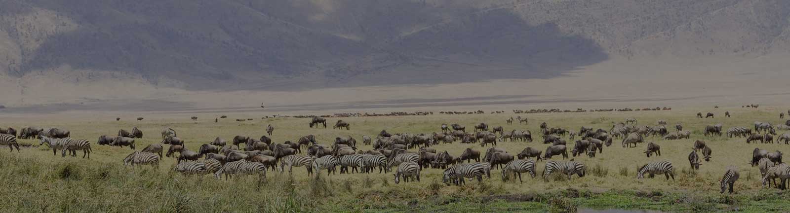 Ngorongoro Conservatio Area