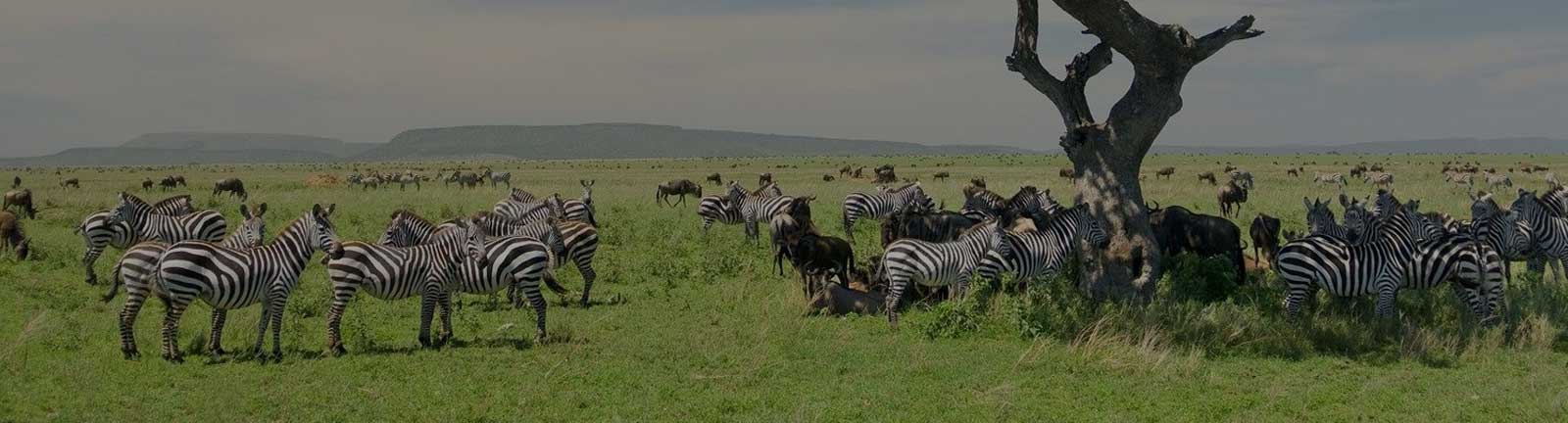 Serengeti National Park