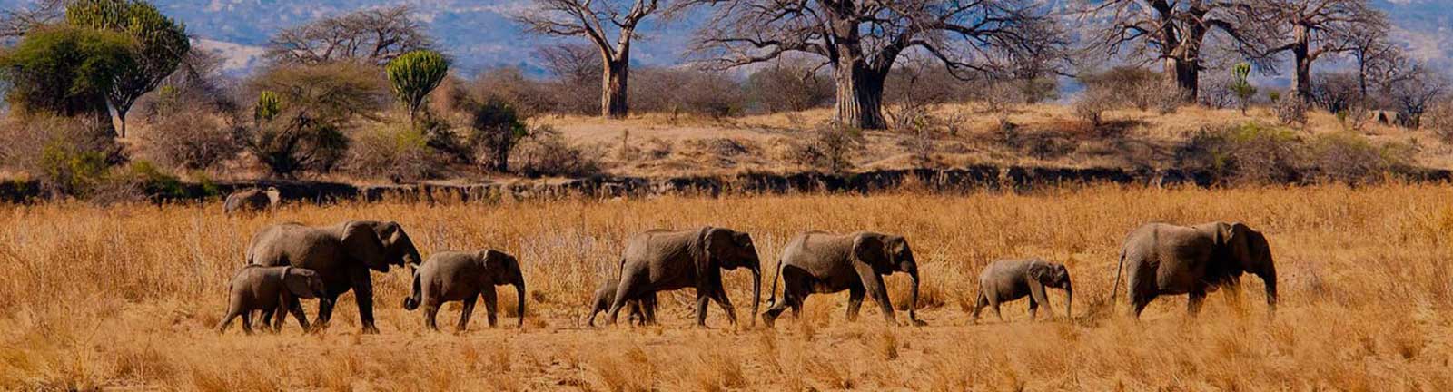 Tarangire National Park