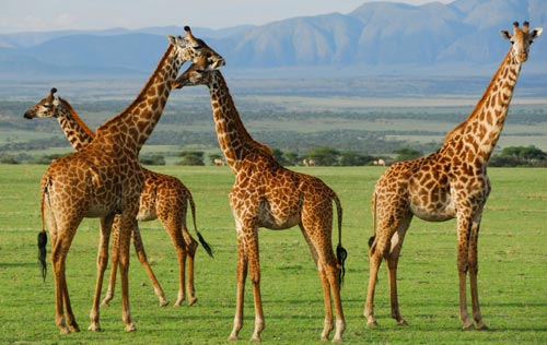 Serengeti National Park