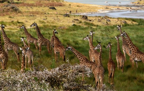 Arusha National park