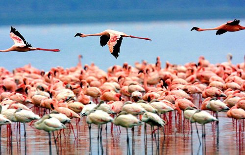 Lake Manyara National Park