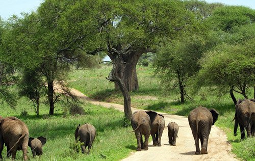 Tarangire National Park