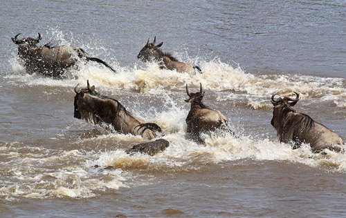 Maasai Mara National Reserve