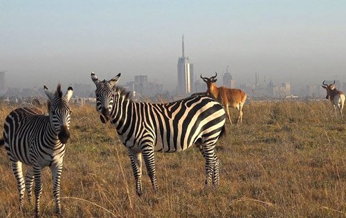 Nairobi National Park