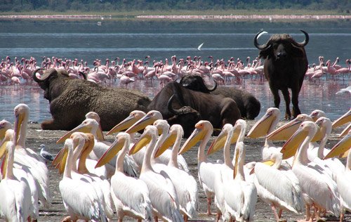 Lake Nakuru National Park