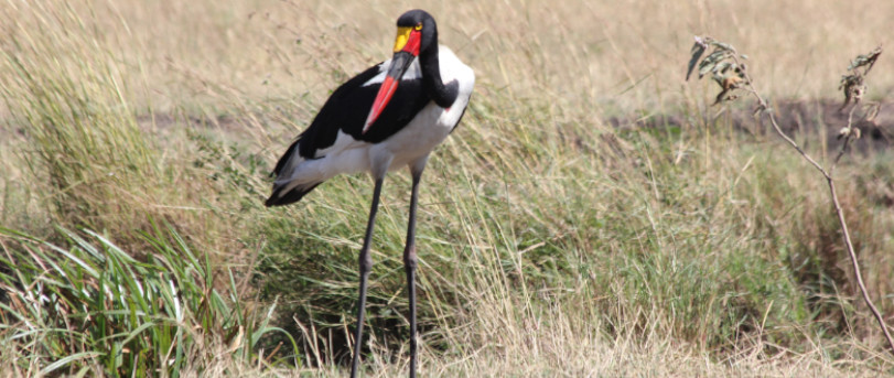 Katavi National Park