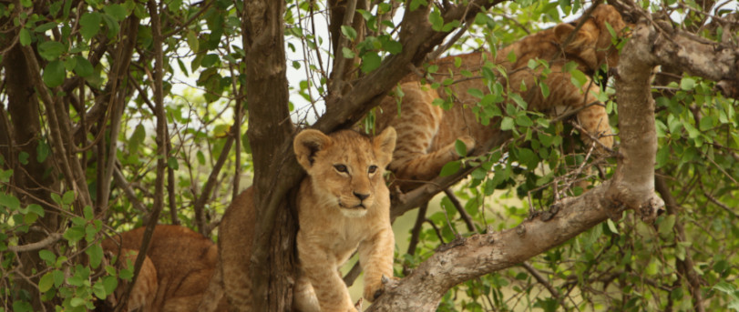 Lake Manyara National Park