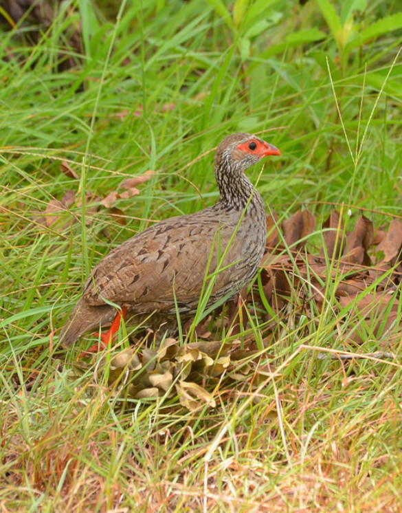 Mikumi National Park