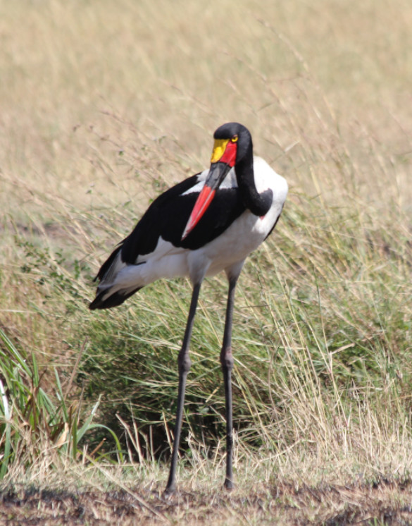 Mkomazi National Park