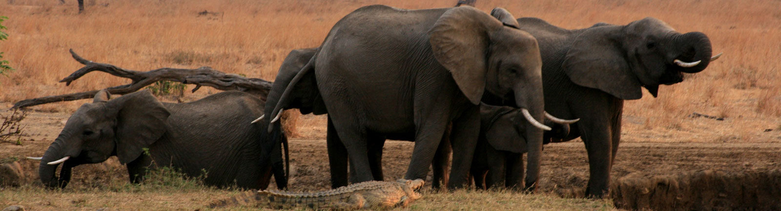 Southern Tanzania National Parks