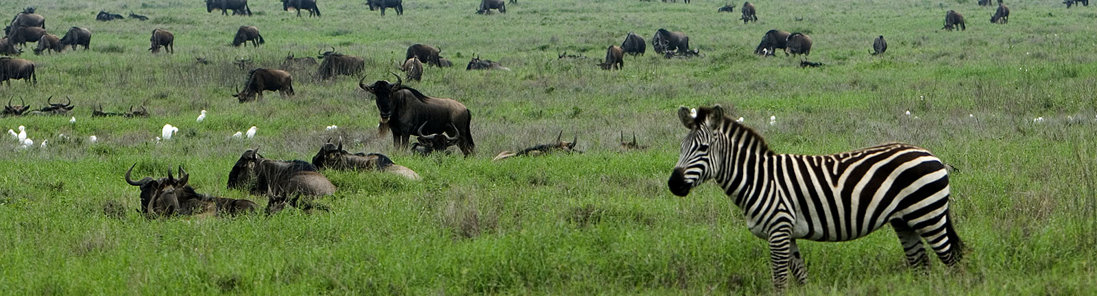 Western Tanzania National Parks