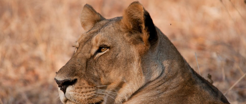 Ruaha National Park