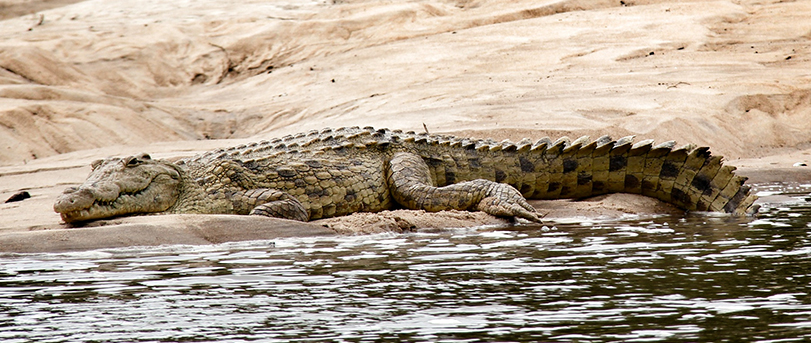 Saadani National Park