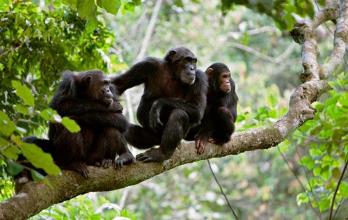 Gombe National Park