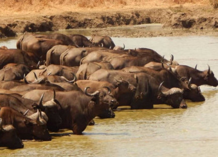 Mikumi National Park