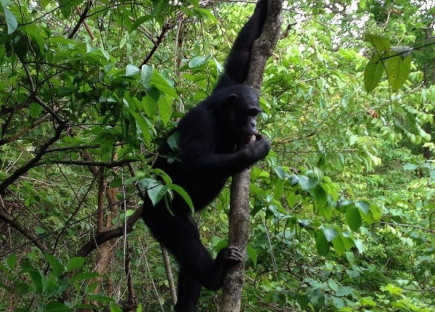 Gombe Stream National Park