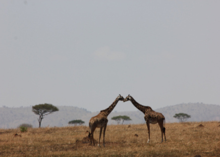 Arusha National Park