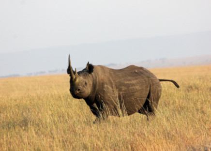 Ngorongoro Conservation Area