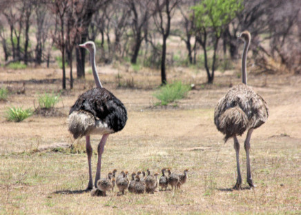 Ruaha National Park