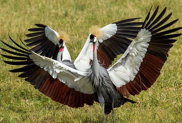 Tanzania Bird Safaris