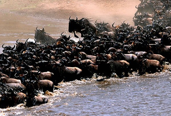 Tanzania Wildebeest Migration