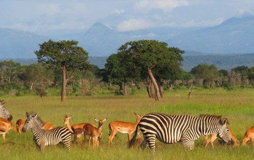 Mikumi National Park