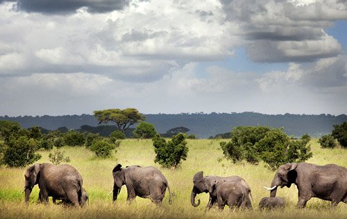 Ruaha National Park