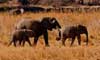 Tarangire National Park